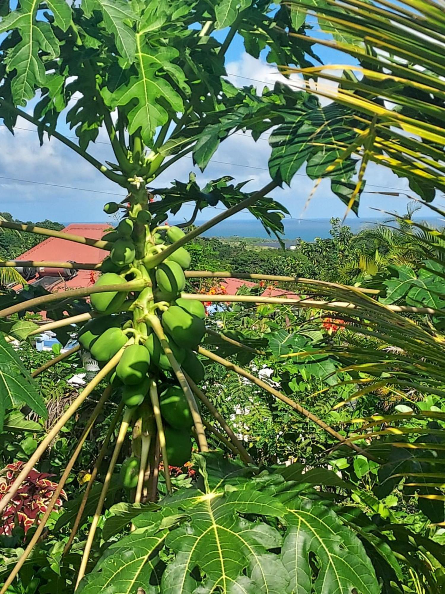 Le Petit Paradis Sainte-Rose Eksteriør bilde